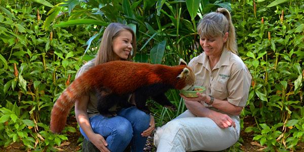Red Panda Encounter